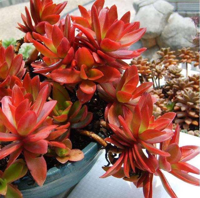 这“4种”多肉,好养又好看,度夏无压力,越养越胖越漂亮