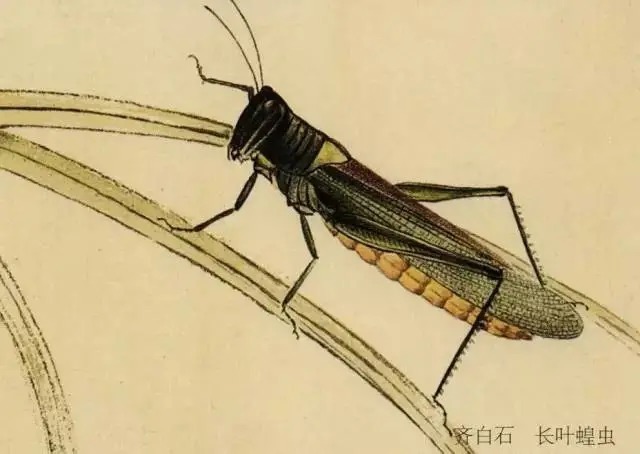 蝈蝈$国画技法图典——草虫篇:蝗虫 蚂蚱 蝈蝈 螽斯 螳螂 蟋蟀