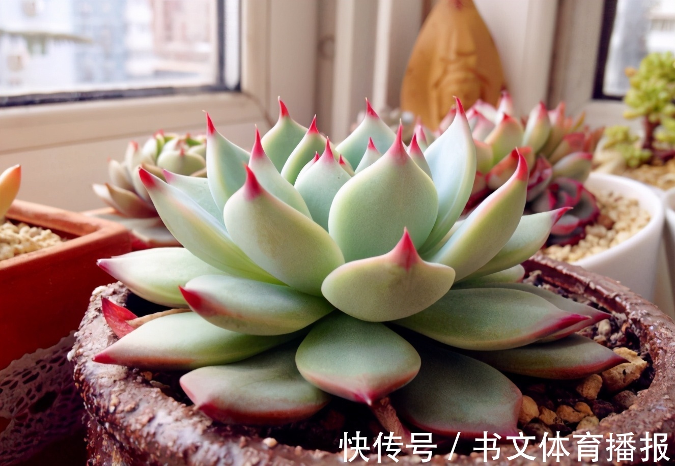 这4个基础要求没落实好,盆栽多肉,再上心也养不好,干瘪难看