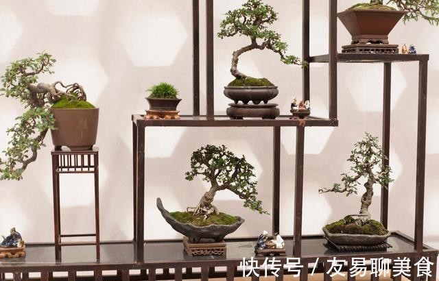 家庭盆景正确的摆放姿势,从4个方面来考虑,解决盆景放置的窘境