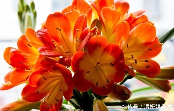 花卉|什么富贵竹、发财树都不如养“4种”花，旺财又镇宅，越养越值钱