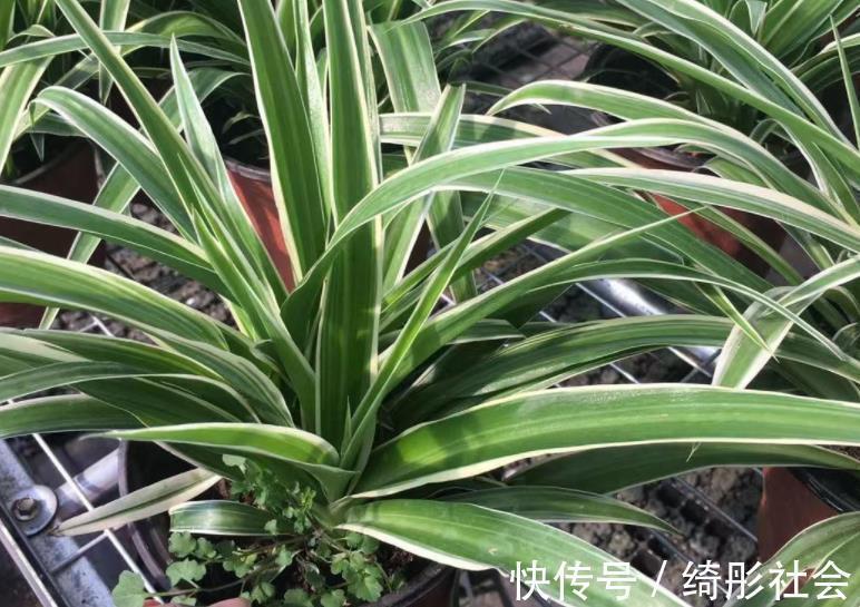 金边吊兰|夏天养金边吊兰，勤喷它，匍匐茎猛窜不停，1个月就长成瀑布