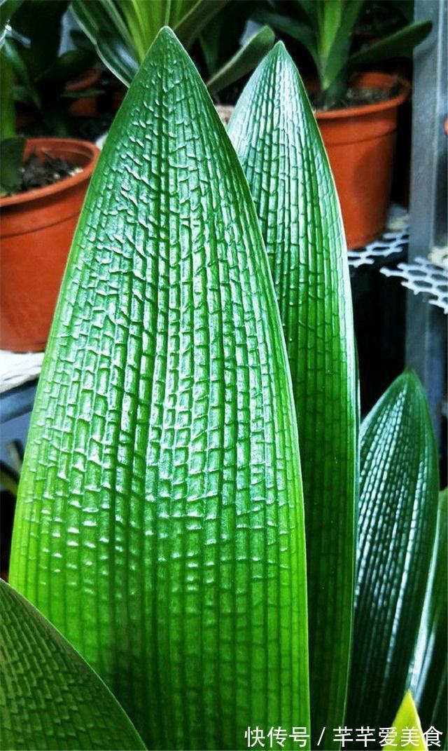 君子兰有“3怕2不喜”，避开了更爱长新叶，开花也会多一些