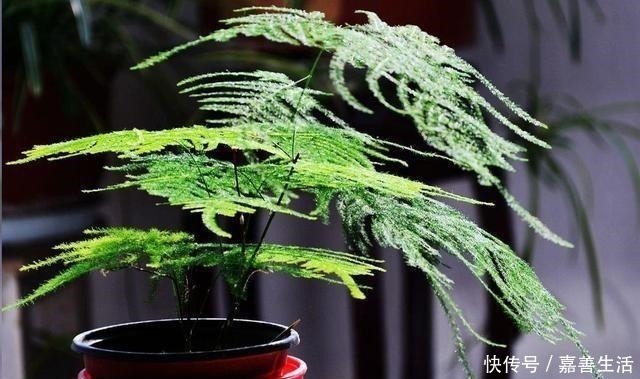 文竹里面加一种东西,养得又绿又健康!先收藏以后用得上!