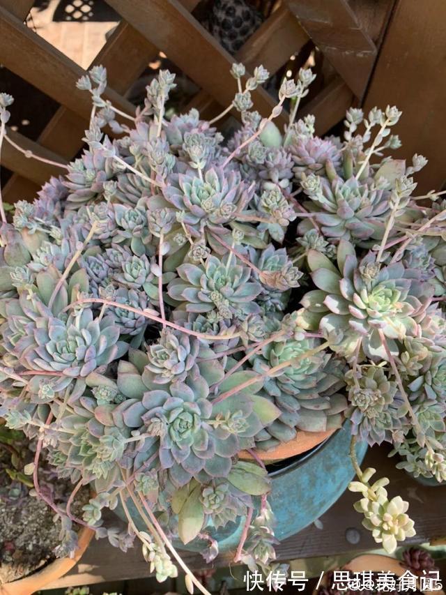 酥皮鸭|十几年的多肉“妖精”,自然老桩头,造型太美