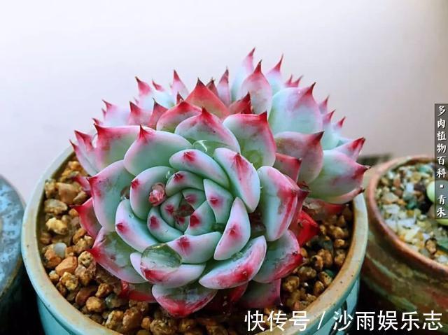秋姑娘|秋天来了,你的多肉们做好季节交替的准备了吗