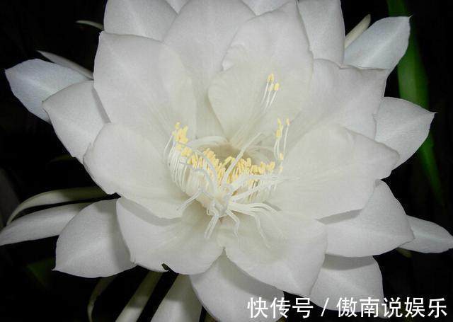 养殖|别人家的昙花一年开四次,你家的昙花四年开一次,区别在哪里