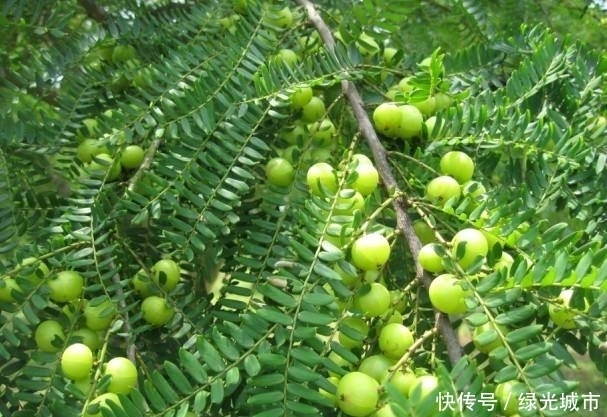 医生建议这个东西,适量吃可以养颜,多吃会至寒,以后要注意。。