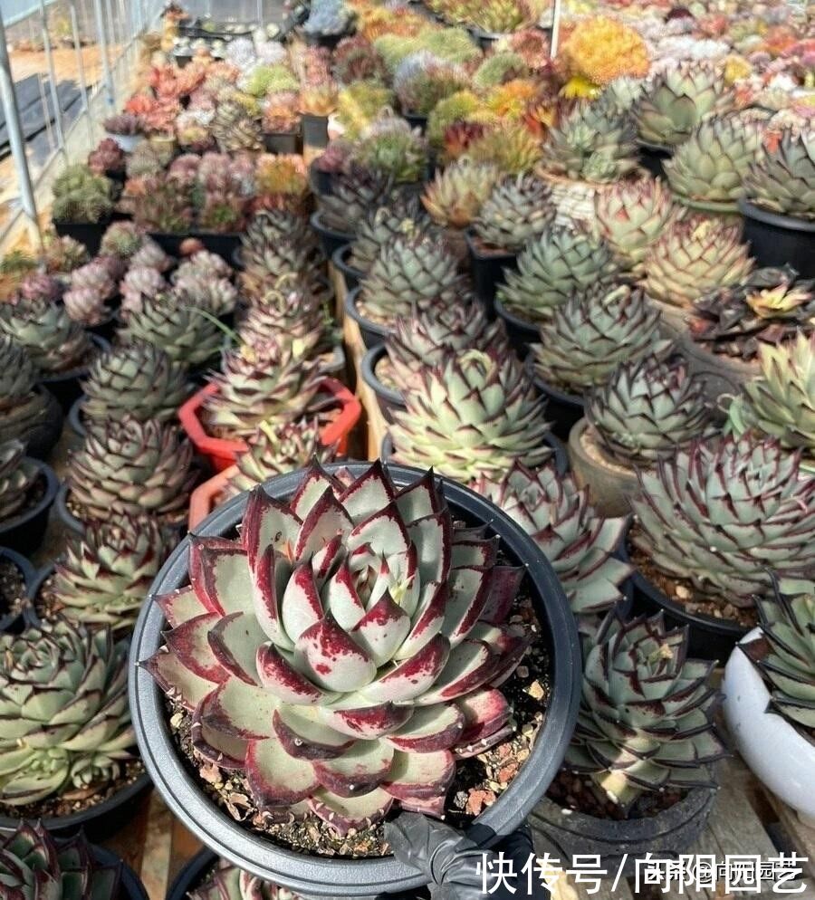 幼苗|多肉乌木，用大盆种，还是用小盆种？大盆种出来的乌木更霸气