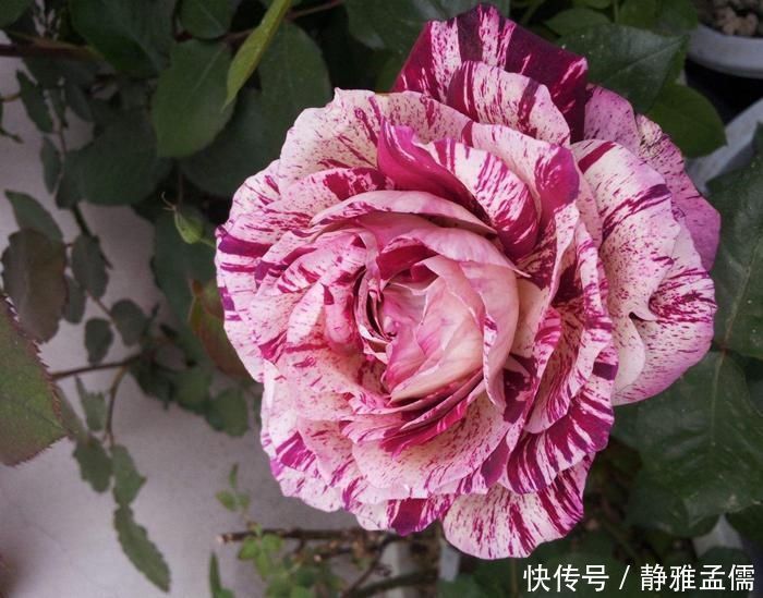 胡里奥|重瓣花中的佼佼者,3种特殊的复色花,开花后实在惊艳夺目