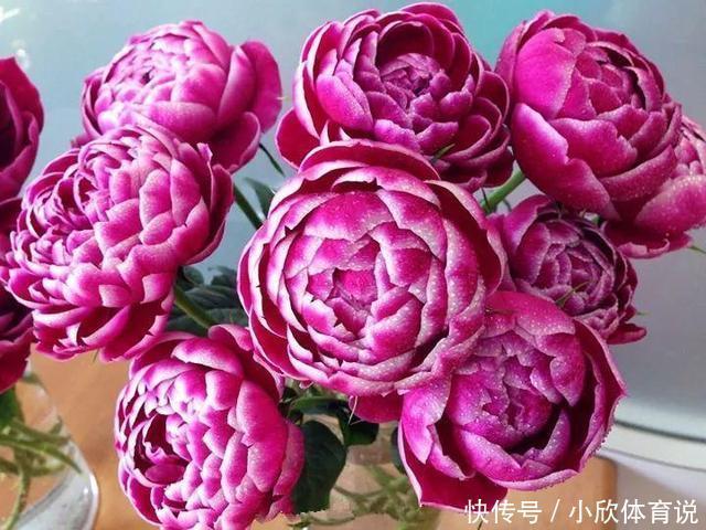 这种花品种多，花型好，养了你就爱上了！