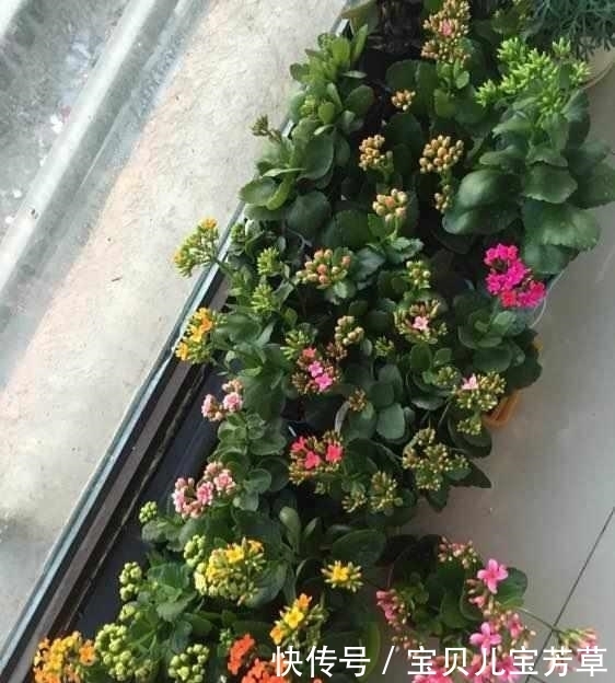 从养1盆死1盆,到1盆变100盆长寿花,姥姥只用了3小技巧