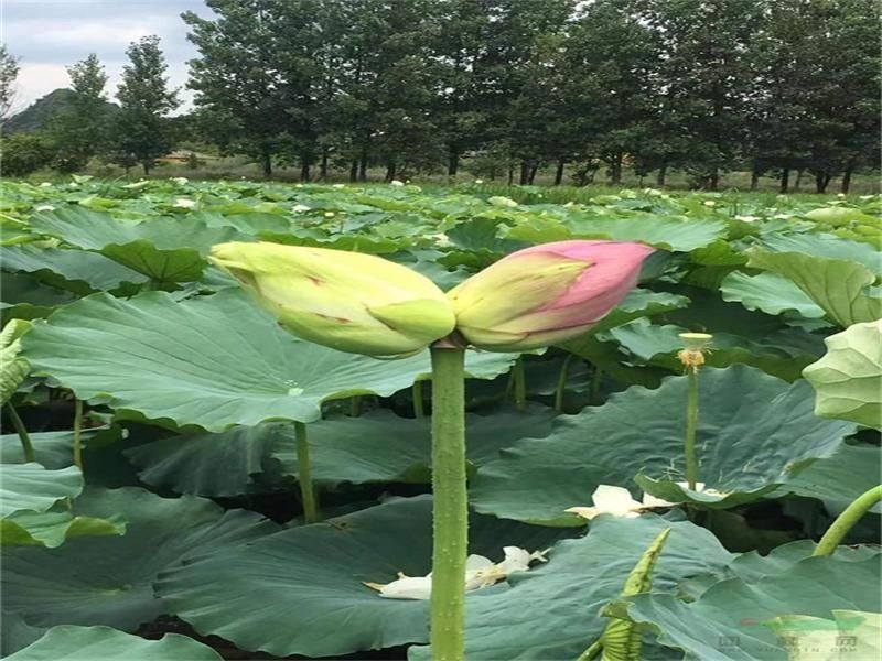 阿黑|云南丘北普者黑惊现并蒂莲