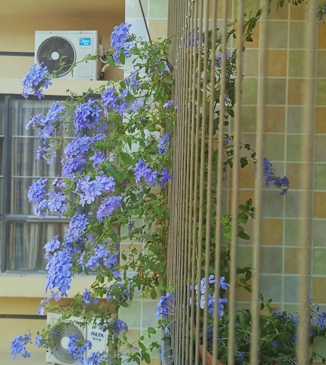 7种花要慎养,房前屋后都爬满,邻居有意见!