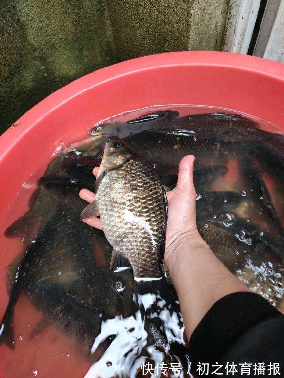 鲫鱼|秋季钓大鲫鱼攻略，找准它们活跃的地方，常规饵料即可