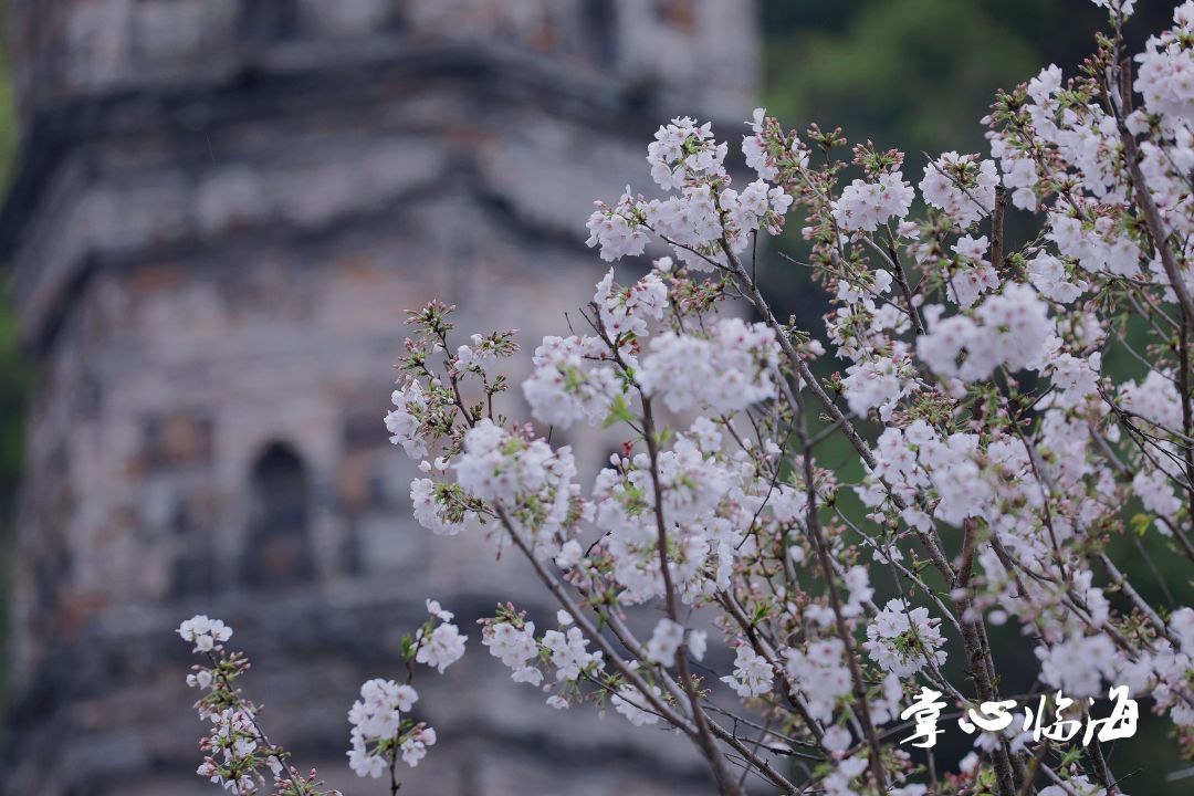 迟日江山丽 春风花草香|潮客美拍 | https://p0.ssl.img.360kuai.com/t01c2075276e3ea2604.jpg?size=800x533