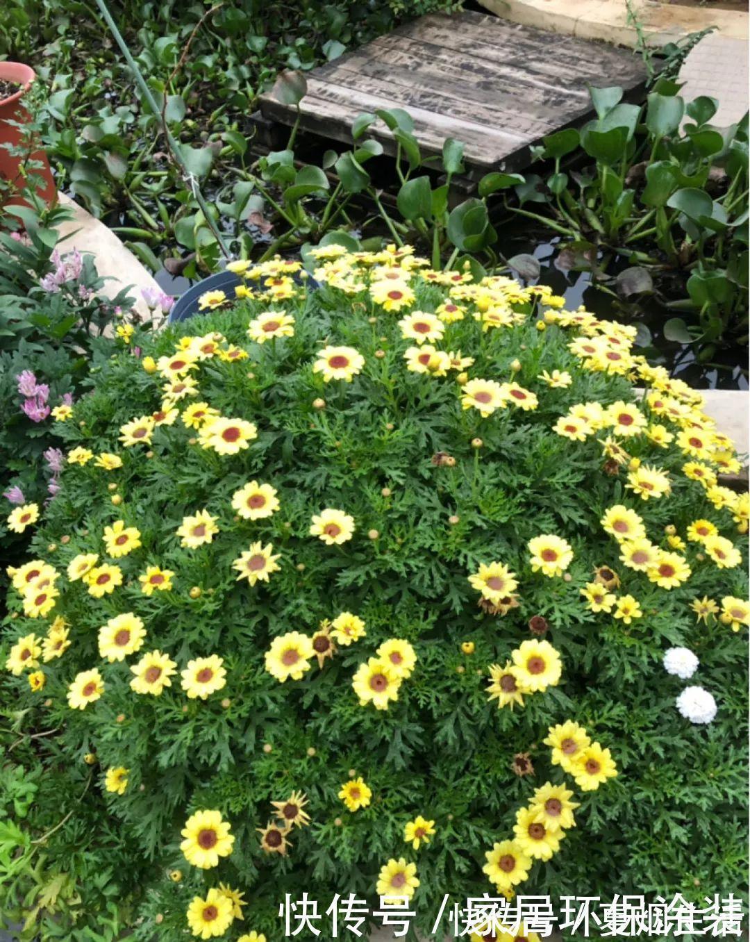 小球|养花达人:张大爷家的花,1年养成“大转盘”,1次冒出25个头!