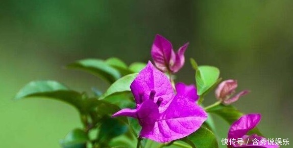 开花期|三角梅只长叶子不开花老花友教你一招,一次能开大半年