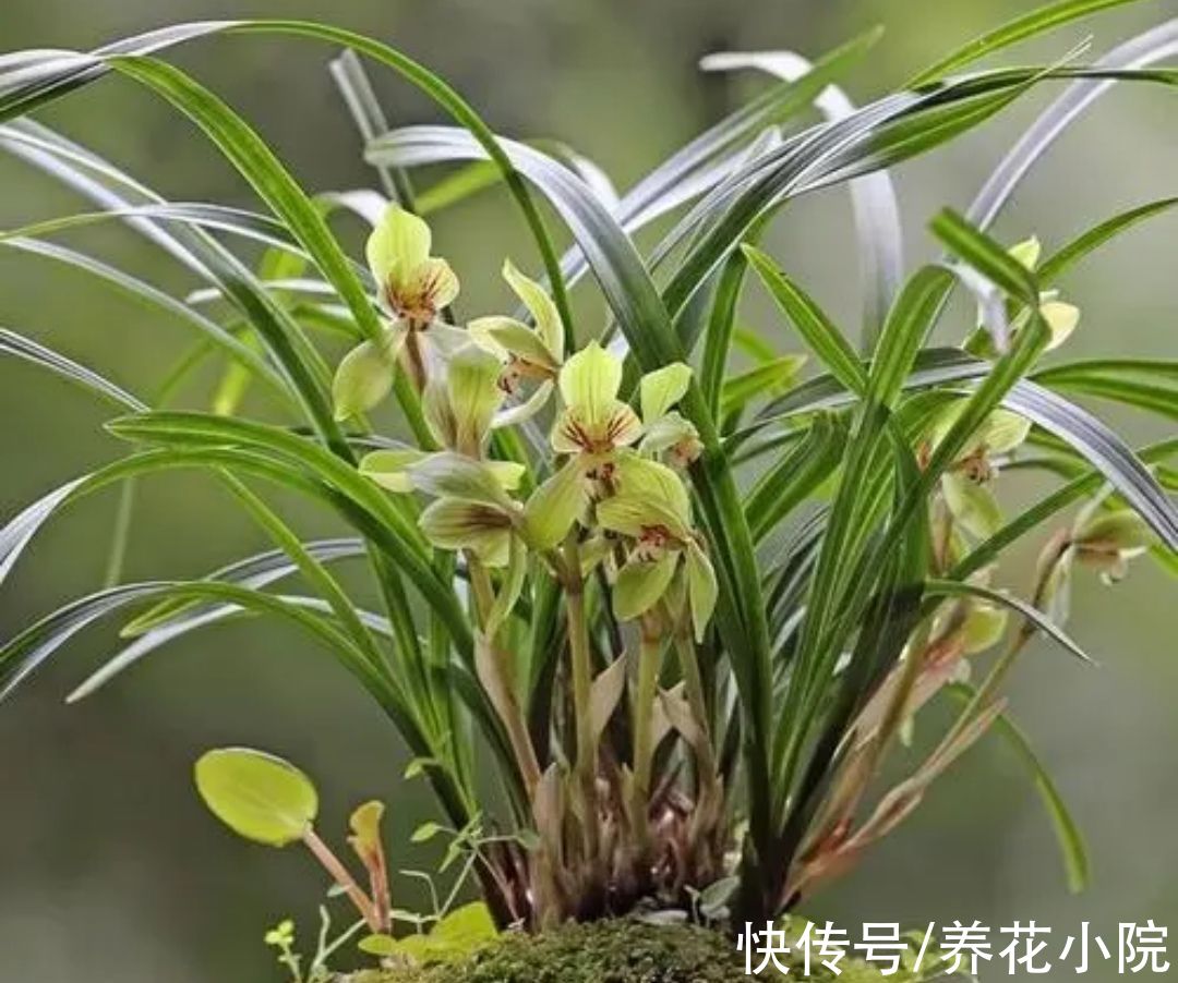 6种花怕晒太阳,别放阳台养,不然容易黄叶枯萎,难养好