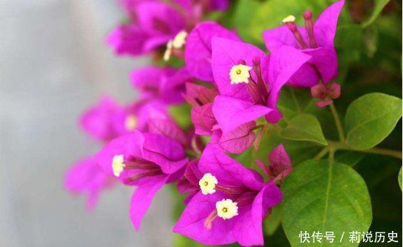 超长|4款花香气浓郁,一卉能熏一室香,花期超长,养护简单,值得栽培