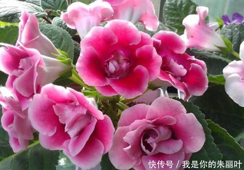 5种花不用买“掐个枝条”就能繁殖一大盆,省钱又实用,好养!