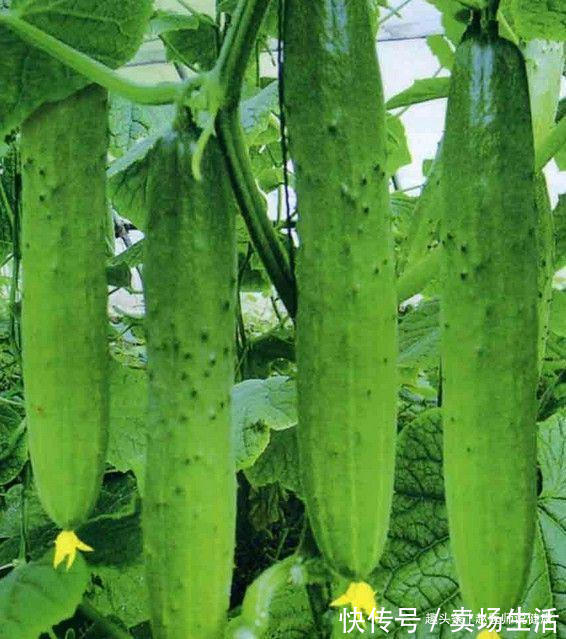 三七皂苷|人到中年,推荐常吃三种食物,排毒养颜,增强体质