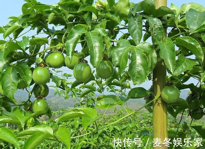 西番莲|西番莲消炎止痛、降脂降压，掌握三点，种出优质高产的西番莲来