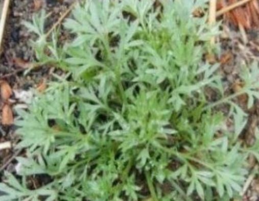 超市很常见的3种食物，排毒养颜、改善体质，好处多多！