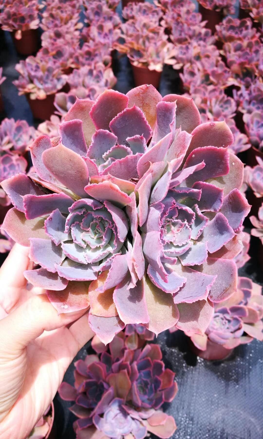 多肉|霸气侧漏的多肉品种，越养就越值钱，度夏无压力