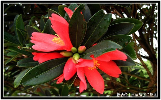 可以四季开花的红山茶,养护注意这几点,新手也能养爆盆