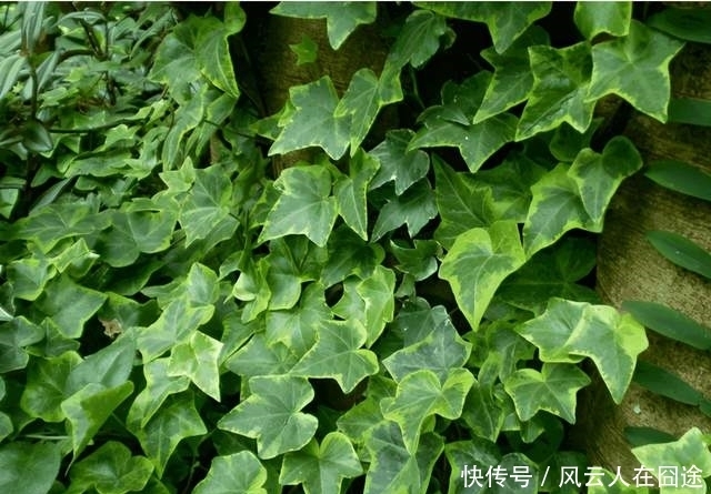 被称为有“医心”的3种花,“养人”又养气,老中医们也爱养