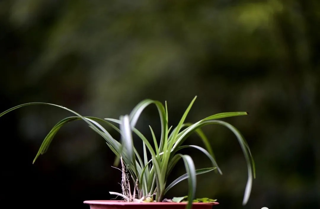 矿泉水|夏天兰花不好养？这4个坑不要再踩了，新手兰友都做过