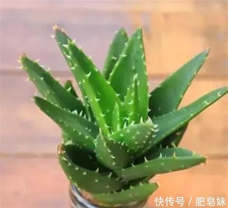 水培多肉|多肉还可水培?多肉土培转水培,快速生根方法全在这儿~