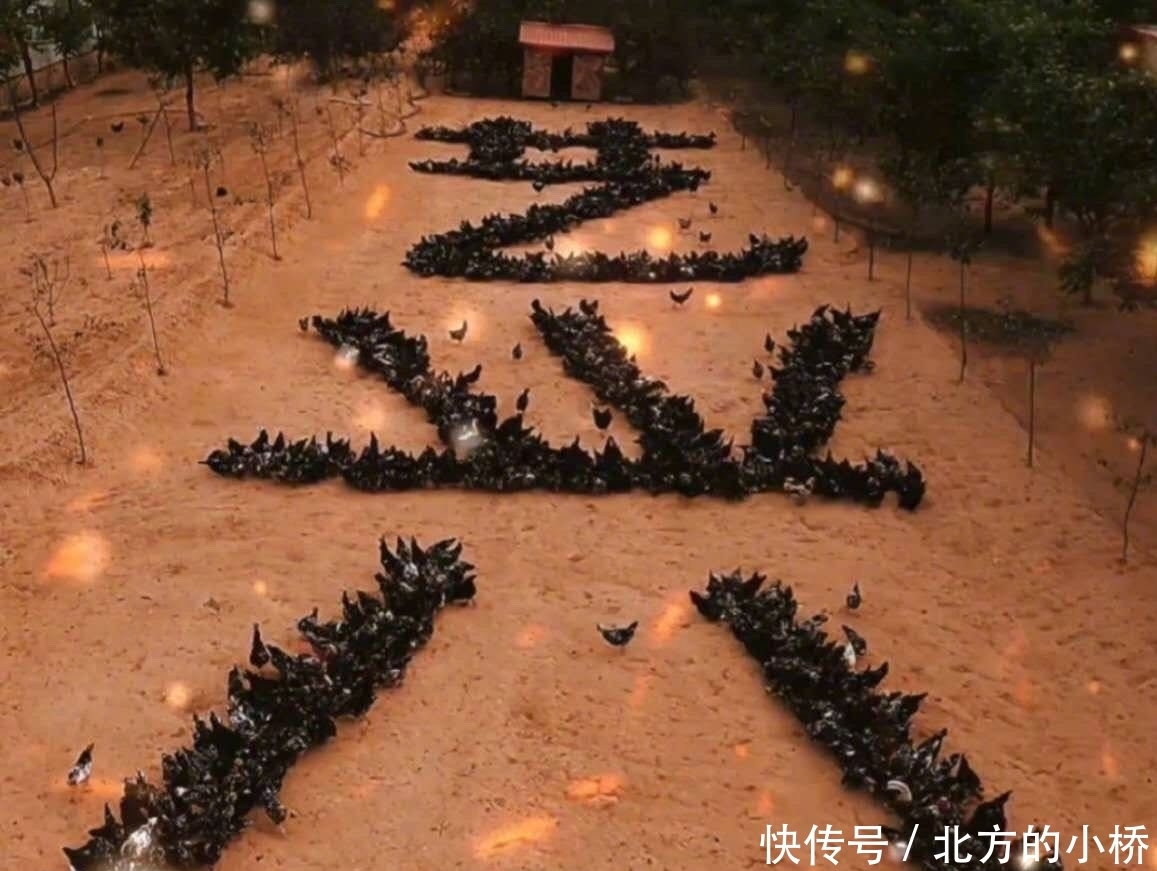 鸡蛋|张艺兴逃脱不掉的掏鸡蛋名场面 粉丝花式应援鼓励笑掉头