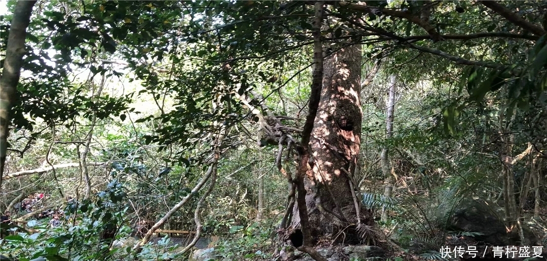 登上海南名山之一，领略七仙岭原始森林风貌