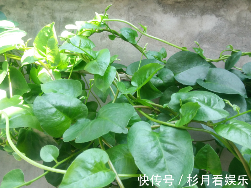 藤子三七|老年人常吃以下野菜，能活血化瘀，预防高血压！