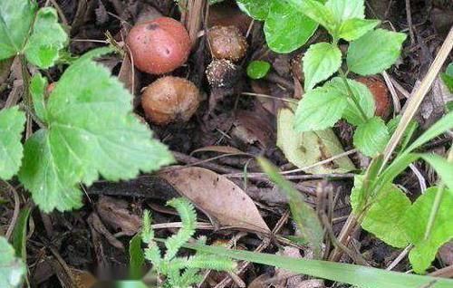 老人|农村泛滥满地的野果,是农村娃最爱的零食,现在老人也抢着吃