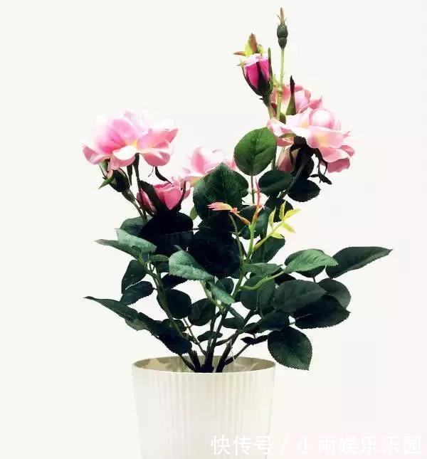 冬季养花大全,家里有这21种花的看过来