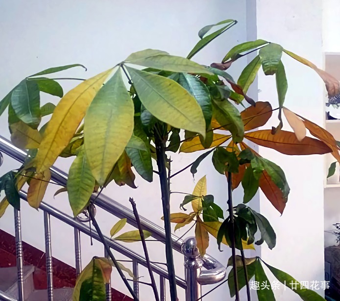 浇水|9种花，12月要“控水、断肥”，不注意烂根黄叶，活不到开春