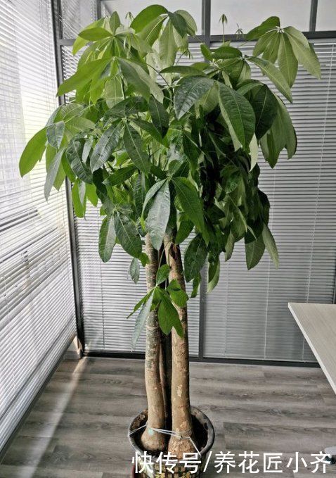 知识点|养花经常提到“要修剪”,修剪到底有啥用?这是个要懂的知识点