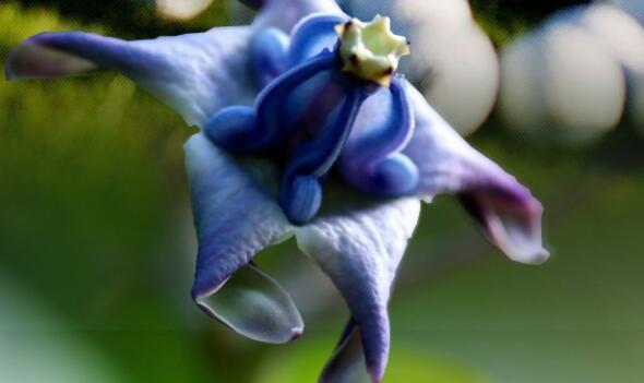 庭院|春节过后养几款艳丽的花卉,满屋飘香,花开繁多,花开大又艳