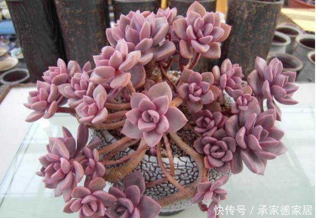 漂亮|新手养多肉选它,冬天不容易掉状态,照样上色美美哒!
