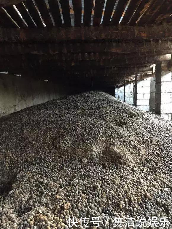 盆土板结抠不动,3种“松土剂”倒进去,松软如“发糕”!