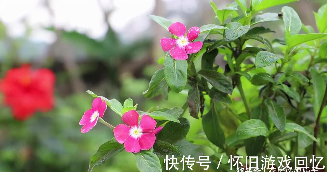 冬季养花,做到不黄叶,不冻伤,安全越冬,要按这些方法进行养护