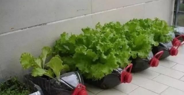 捡30个“空油桶”饮料瓶,这样种菜养花,家里都不用“买菜”了