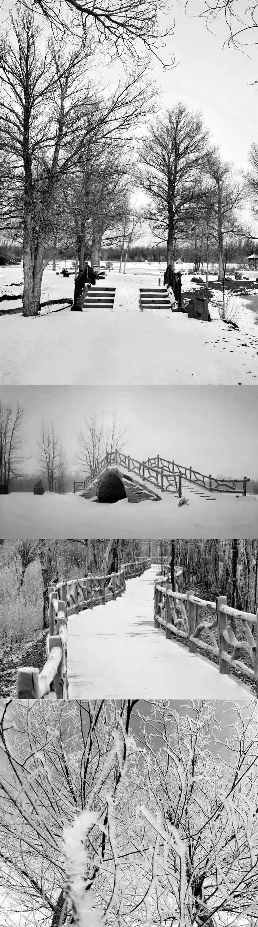 解锁|下雪了！胡杨林解锁雪景模式，太美了！