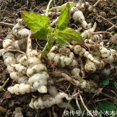 泡菜|长得像螺丝,地下才能挖到,可直接吃也可当咸菜,一斤卖20元