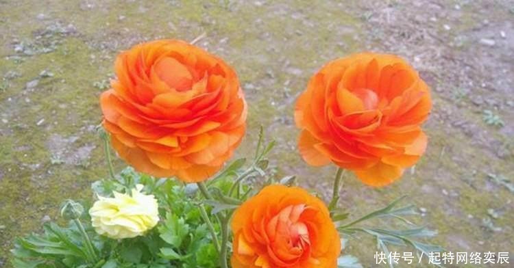 花毛茛|这种花,一种上,月季、牡丹靠边站