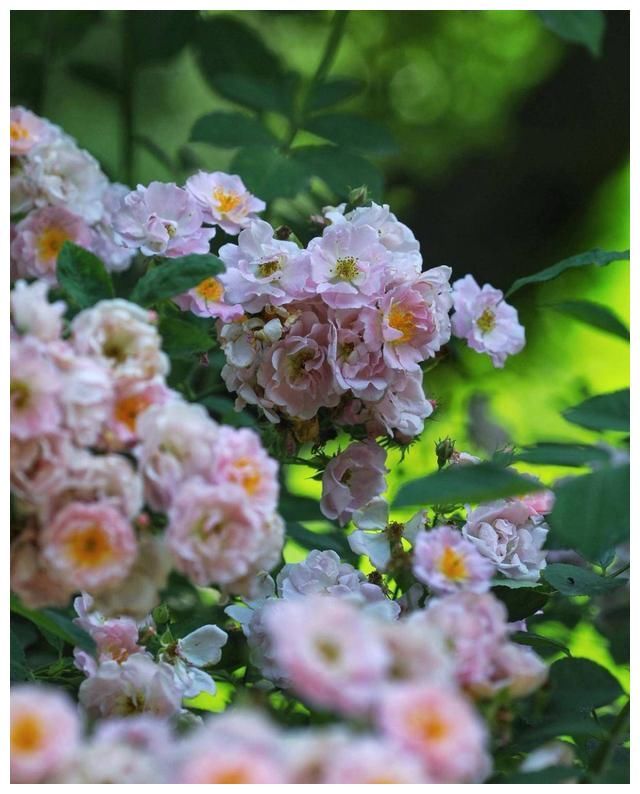 超梦幻！莫干山脚下这条“蔷薇花瀑”美翻了