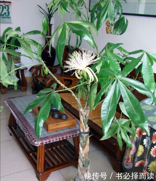 发财树|4种树,花开富贵“好兆头”,难得一见,看看你家有吗?